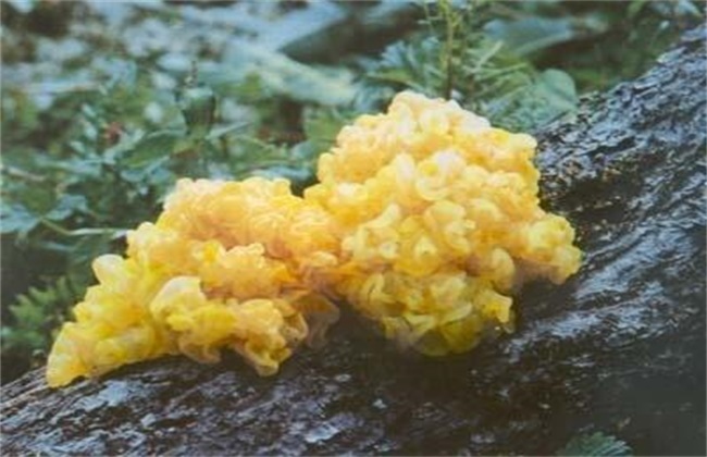 Causes of pedicle rot of Tremella fuciformis and its prevention and treatment