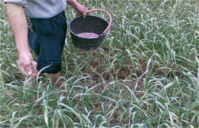 Cautions for Potassium Fertilizer Application