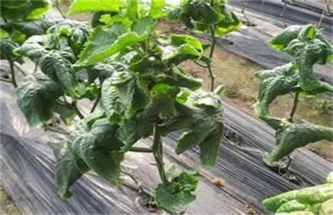 Control techniques of chilling injury and Frost injury of Cucumber