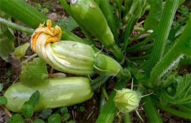 Causes of fruit cracking of zucchini and its solutions