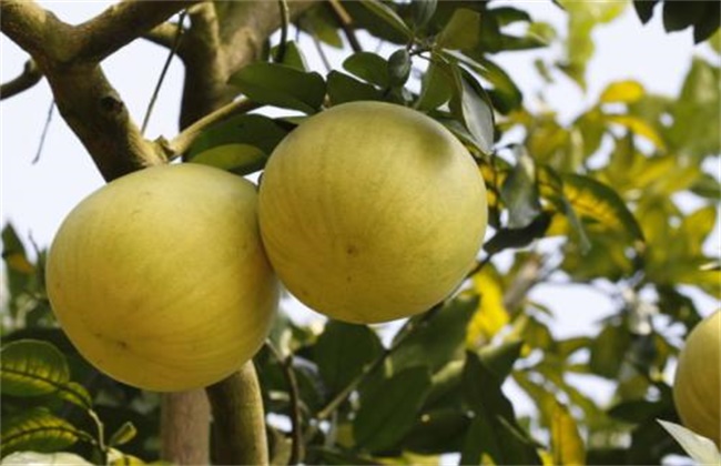 Causes of fruit cracking of honey pomelo and its solution