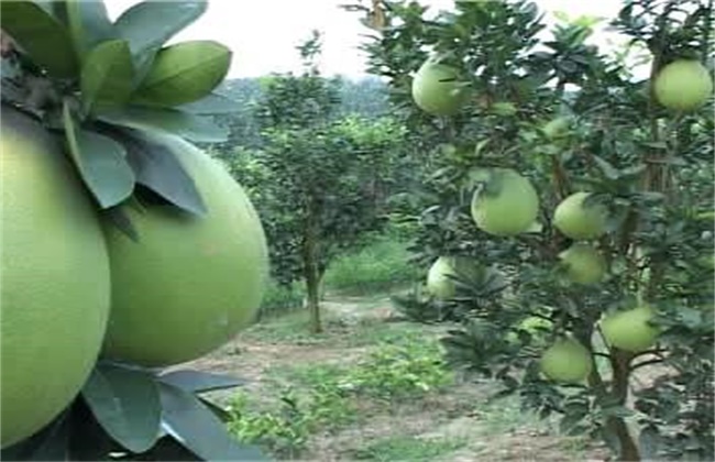 Causes and remedial measures of drug damage to pomelo