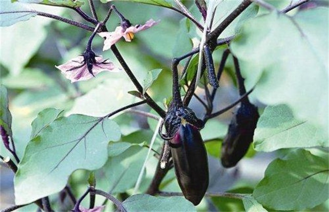 Prevention and treatment of low temperature obstacle in eggplant