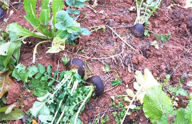 Prevention and treatment of black heart and black skin of radish