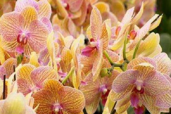 Orchid cultivation methods, how to grow orchids at home to tell you