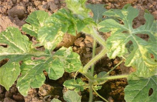 Prevention and control methods of drug damage to watermelon