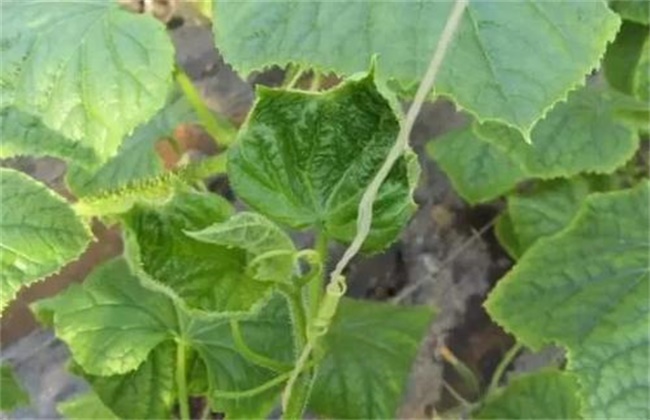 Causes of calcium deficiency and main points of calcium supplement in cucumber