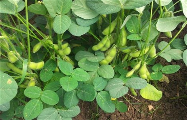 High-yielding cultivation techniques of edamame