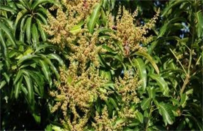 Early flowering mango tree management points