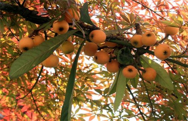 How to plant loquat