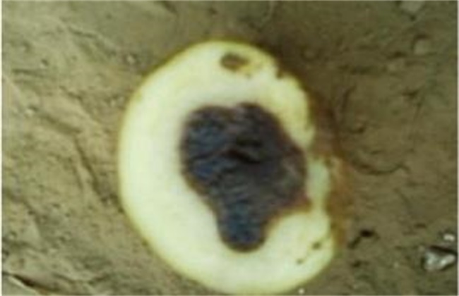 Reasons for potato blackening and preventive measures