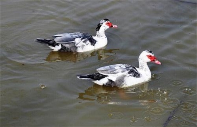 Matters needing attention in breeding Mandarin Duck