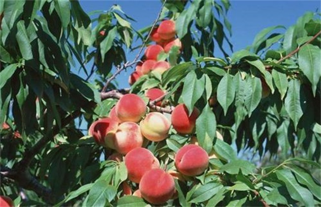 Common problems in planting peach trees