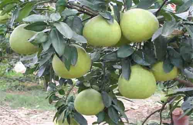 Causes of rotting roots of honey pomelo and its countermeasures