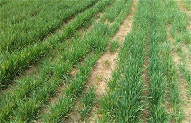 Causes and Control measures of Wheat Seedling death in Winter and Spring