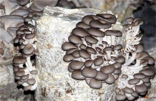 Common misunderstandings in Pleurotus ostreatus cultivation