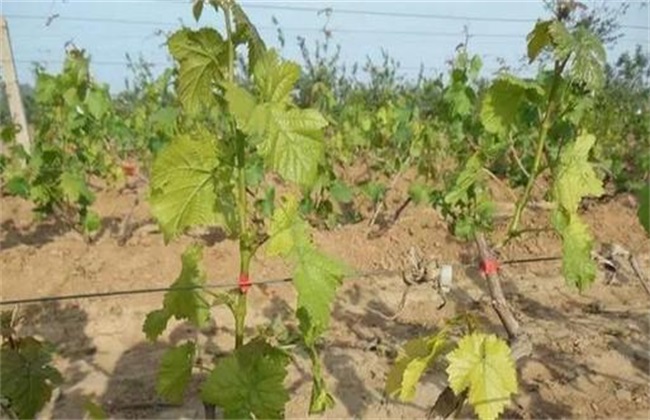 Management techniques of Grape sprouting period