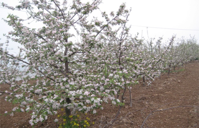 Management measures of apple after late spring cold