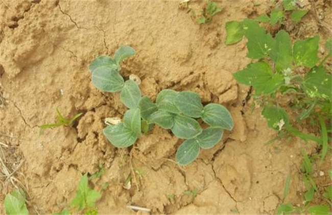 How to raise seedlings of zucchini in winter