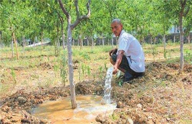 Techniques of fertilization and watering for jujube trees