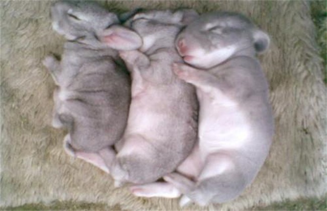 Weaning time and method of young rabbits