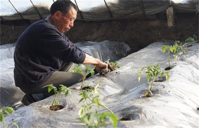 Points for attention in Tomato transplanting