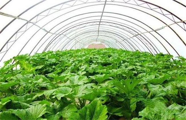 Causes and control measures of gas poisoning of vegetables in greenhouse