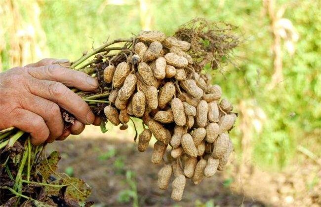 Key Factors Affecting Peanut Yield