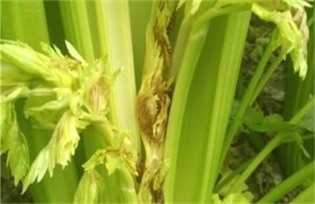 Common misunderstandings in fertilization of celery in greenhouse