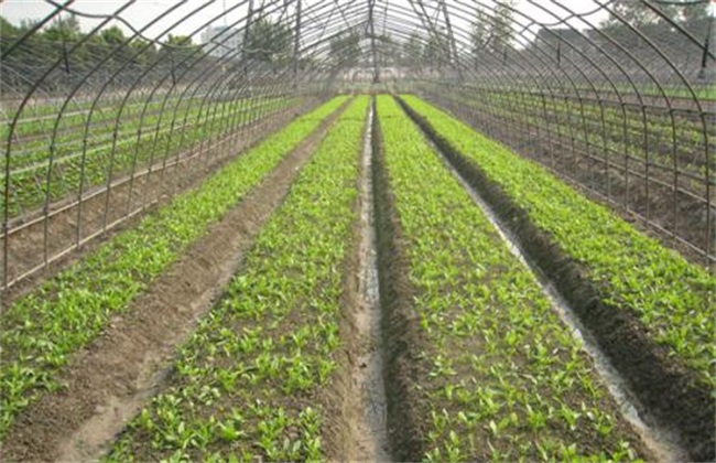 High yield Seedling raising method of Carrot