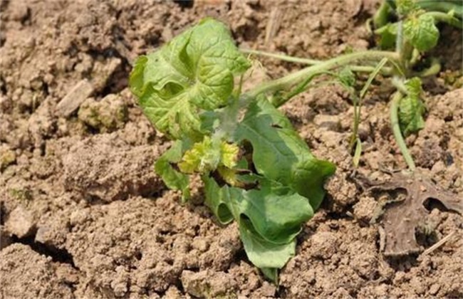 Causes of death of watermelon seedlings in slow seedling stage