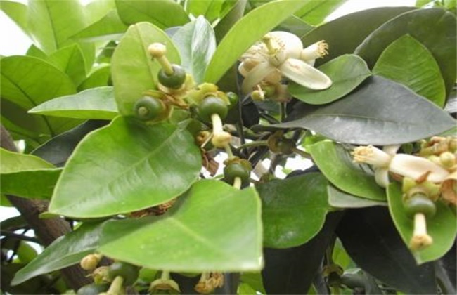 Techniques of promoting Flower and protecting Fruit of Honey Pomelo