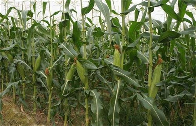 Technology of promoting early ripening in Maize