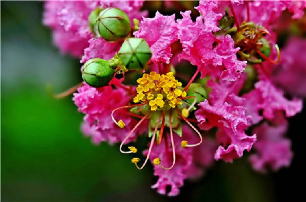 Five kinds of potted flowers that are not afraid of sun exposure