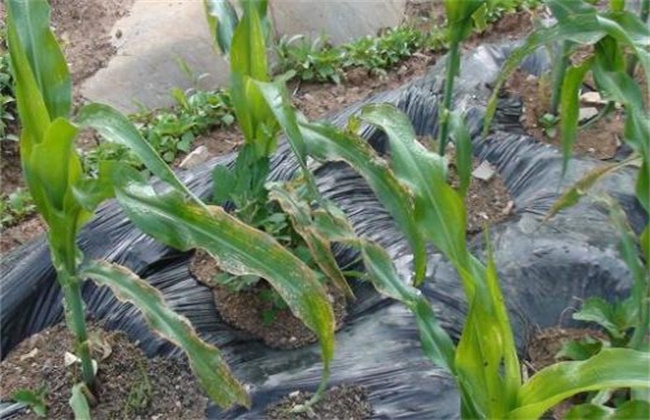 Prevention and treatment of low temperature obstacle in Maize