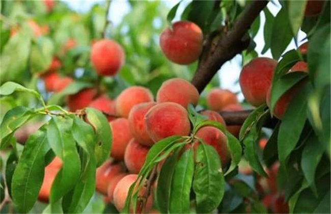 How to manage peach trees after fruit picking