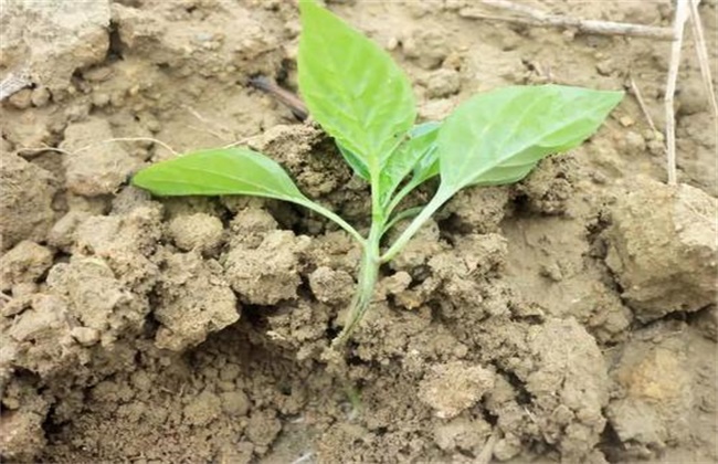 Preventive measures for dead seedlings of vegetables