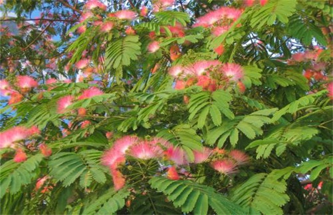 Cultivation methods of Albizia mandshurica