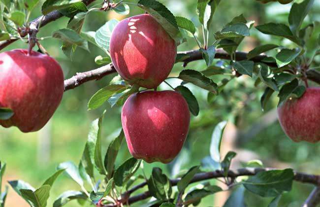 Key points in the Management of Apple trees in the Middle and late stage