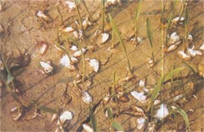 Causes and Control measures of rotten Rice seed