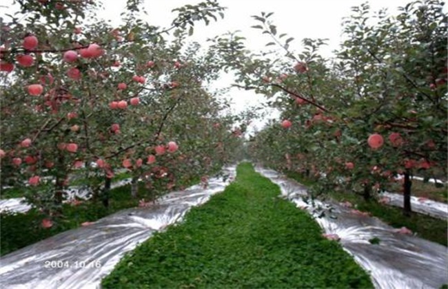 Methods and points for attention of laying reflective film in apple orchard