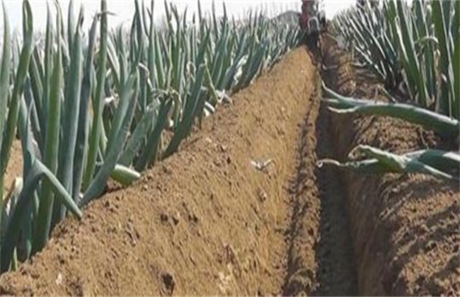 Methods and precautions for cultivating soil of scallion