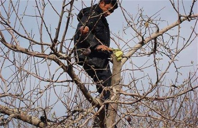 Matters needing attention in winter pruning of apple trees