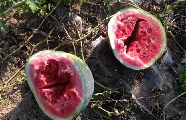 The reasons for the hollow thick skin of watermelon