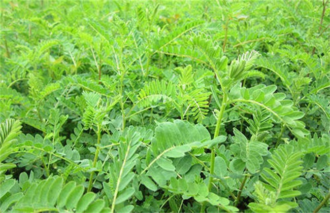 Key points of planting Astragalus membranaceus