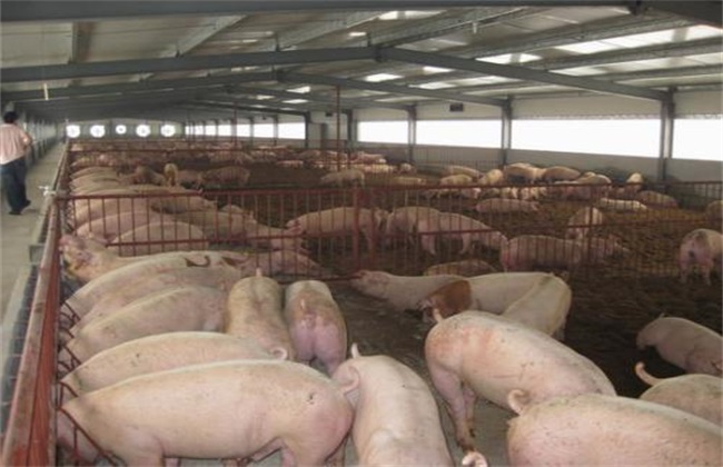 Common problems in piggery and their solutions