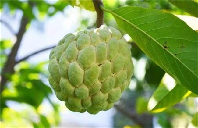 Planting conditions of Sakyamuni fruit