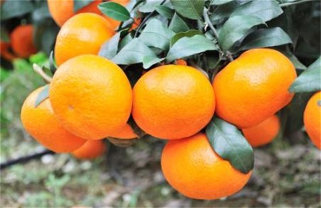 Matters needing attention in the cultivation of mandarin