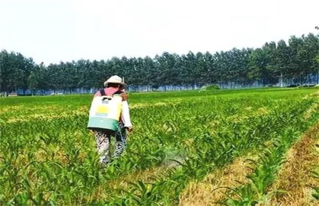 Matters needing attention when weeding corn