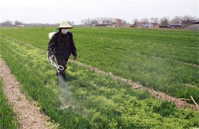 The best time for weeding wheat in spring